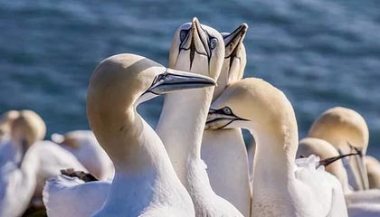 开云体育app入口-男篮亚锦赛中国队全胜小组出线，男篮亚锦赛中国队名单